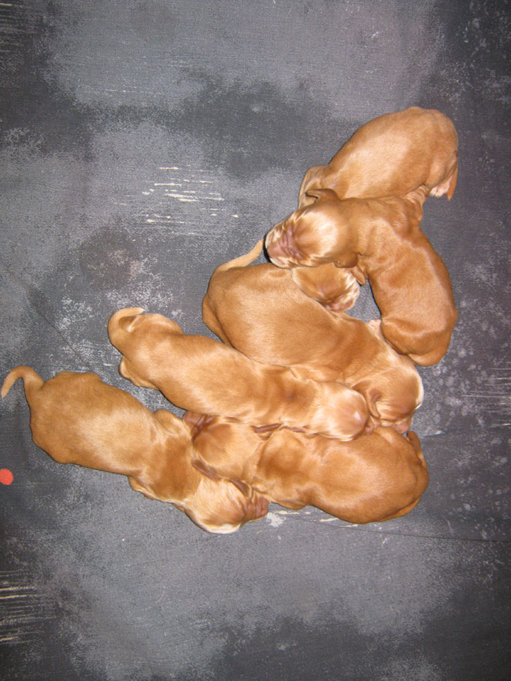 Dragongrdens Kennel